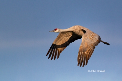 Crane;Flying-Bird;Grus-canadensis;Photography;Sandhill-Crane;action;active;aloft